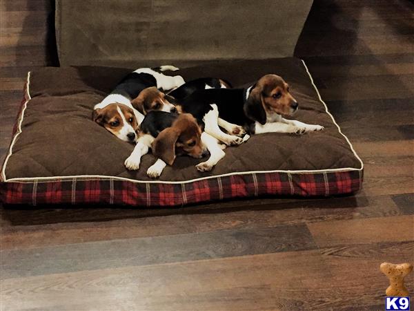 RosieRunKennel Picture 2